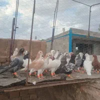 کفتر جوجه