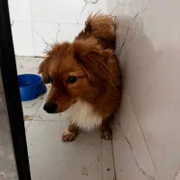 پامر روباهی|سگ|اسفراین, |دیوار