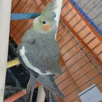 عروس هلندی ماده وآماده برای دستی شدن