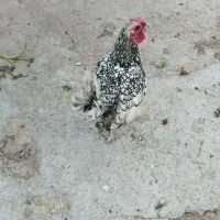 خروس مینیاتوری