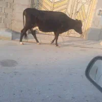گاو با گوساله