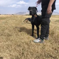 سگ گریدین|سگ|تهران, بلوار کشاورز|دیوار