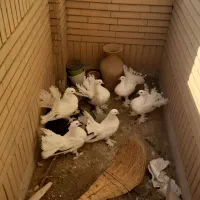 دم چتری سفید انگلیسی کاکلی پرپا کله ماری دم طاووسی|پرنده|مشهد, میعاد (شهرک غرب)|دیوار
