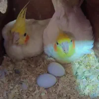 عروس هلندی لوتینو مولد با تخم