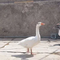 قاز