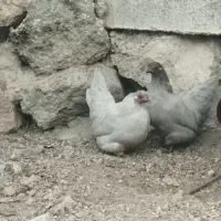 مرغ و خروس گلین فری و چینی|حیوانات مزرعه|مشگین شهر, |دیوار