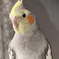 عروس هلندی نر