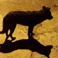 سگ گم شده|حیوانات|شوشتر, |دیوار