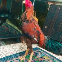 جوجه خروس لاری افغان عطیقه 4 دانگ