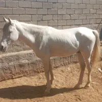 اسب نریون|اسب و تجهیزات اسب‌سواری|نرماشیر, |دیوار