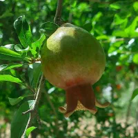 زمین-کشاورزی