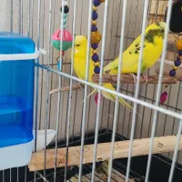 مرغ عشق انگلیسی یک جفت و یک ماده|پرنده|هشتگرد, فاز ۳ مهستان|دیوار