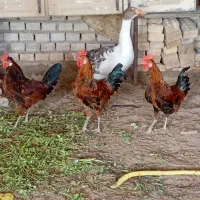 غاز خروس مرغ  عربی اصل|حیوانات مزرعه|اهواز, امانیه|دیوار