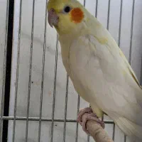 عروس هلندی مولد|پرنده|خمینیشهر, |دیوار