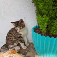 بچه گربه ملوس|گربه|بندر انزلی, لیچارگی حسن رود|دیوار