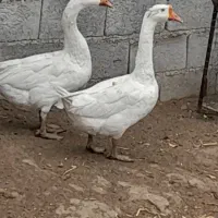 قوغاز نر و ماده|حیوانات مزرعه|ارومیه, |دیوار