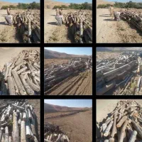 خدمات خرید چوب آلات و چوب گردو به بالاترین قیمت|خدمات باغبانی و درختکاری|الشتر, |دیوار