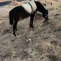 اسب مادیون|اسب و تجهیزات اسبسواری|پاپی, |دیوار