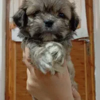 پکنیز شیتزو|سگ|بندر انزلی, شانگهای پرده|دیوار