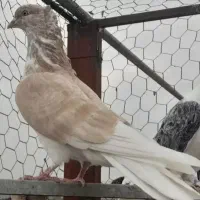 کفتر ایرانی