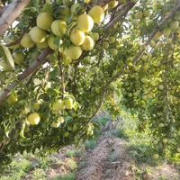 نهال ایلام ایوان زرنه|خدمات باغبانی و درختکاری|ایلام, |دیوار