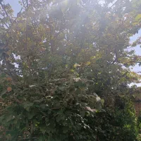 زمین-کشاورزی-ده-بالا-ده-یاسایی