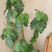 درختچه برگ انجیری مصنوعی مناسب دکور خونه و محل کار