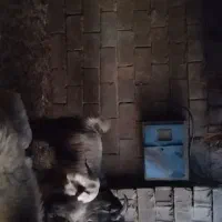 تیشتر پازن ترکی