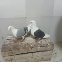 پشتی|پرنده|شیراز, جرسقان|دیوار