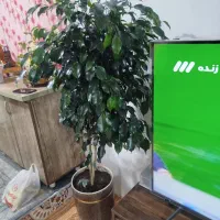 گل های آپارتمانی