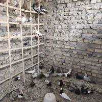 فروش کبوتر رنگی
