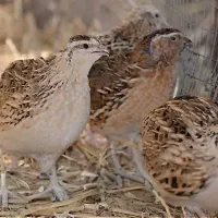 بلدرچین گوشتی  برای کشتار