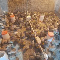 بلدرچین|حیوانات مزرعه|کشکوئیه, |دیوار