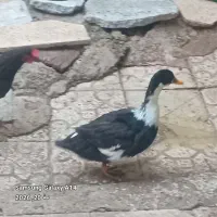 اردک ماده