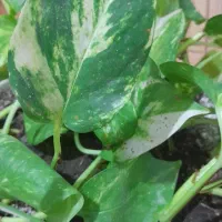 گل پتوس بزرگ