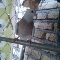 دوتا ماده طوقی|حیوانات|کرمان, |دیوار