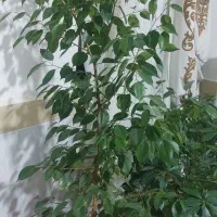 گل طبیعی  خوشگل سرحال|گل و گیاه طبیعی|میاندوآب, |دیوار