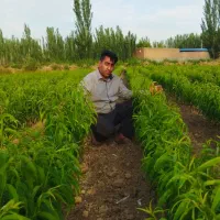 نهالستان چم در میاندوآب|خدمات باغبانی و درختکاری|تبریز, |دیوار