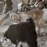 بز سالم وسرحال|حیوانات مزرعه|خرمشهر, |دیوار