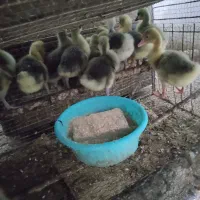 جوجه غاز16روزه