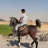 اسب نریون