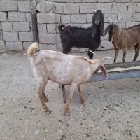 ۶عددبز خارجی  سالم