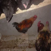 دو تا خروس فروشیه