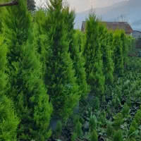 لاوسون زباله صادراتی تعداد|گل و گیاه طبیعی|چابکسر, |دیوار