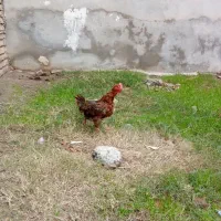 مرغ محلی اصیل