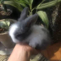 بچه خرگوش جرسی لوپ