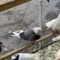 گمشده