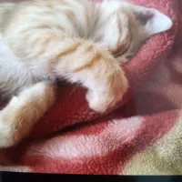 واگذاری بچه گربه ماده|گربه|رشت, حومه رشت|دیوار