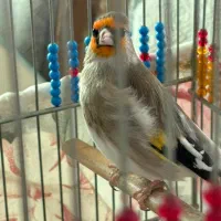 سهره کرمونی|پرنده|تهران, شهرک بوعلی|دیوار