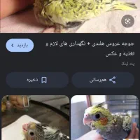 جوجه عروس هلندی